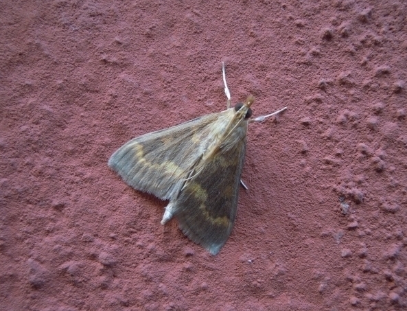 Crambidae: Ostrinia nubilalis